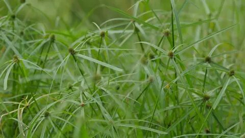 Video Stok three-ways green grass flower before summer (100%