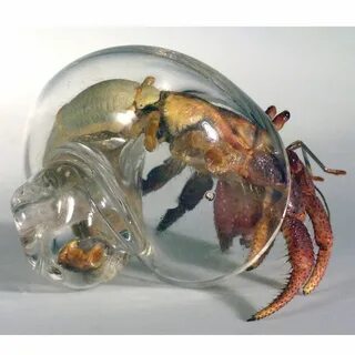Hermit Crab Without Shell : Photos Show Hermit Crabs Using B