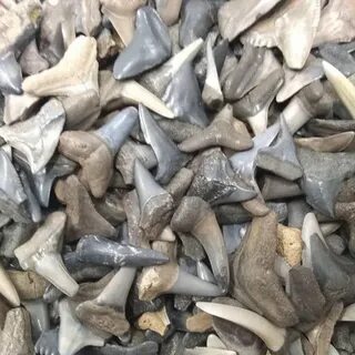 Fossils Collectibles Shark Teeth approx 125 Shark Teeth Galo