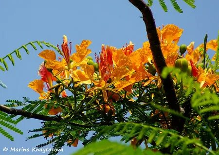 Trees of Tropical Asia - Delonix regia var. flavida