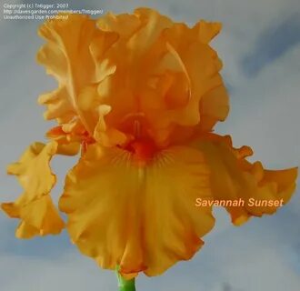 PlantFiles Pictures: Tall Bearded Iris 'Savannah Sunset', 1 