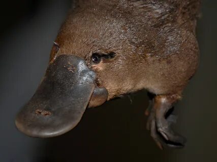 Platypus wallpapers, Animal, HQ Platypus pictures 4K Wallpap