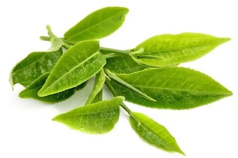 Frozen Green Tea Leaf - MEGAGRICO VIETNAM