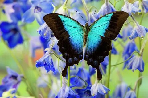 Blue Iridescence Swallowtail Butterfly Photograph by Darrell