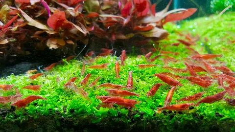 Cherry Shrimp - Facts Breeding Molting pH Care Size - SeaFis