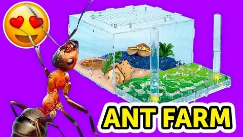 Building An ANT FARM AT HOME How To Build an Ant Farm And Ma