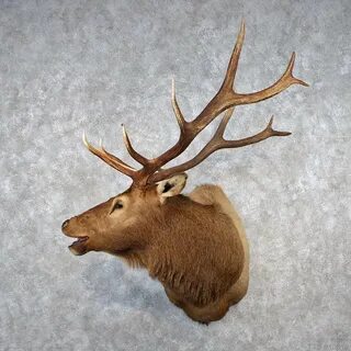 Rocky Mountain Elk Mount For Sale #10618 - The Taxidermy Sto