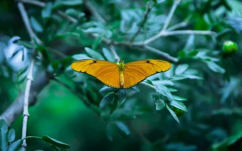 insects, Macro, Butterflies Wallpapers HD / Desktop and Mobi