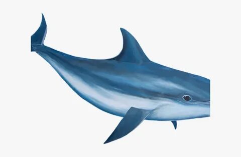 Bottlenose Dolphin Clipart Realistic, HD Png Download , Tran