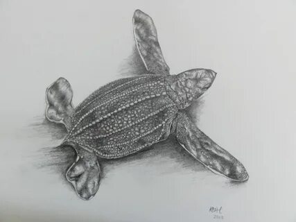 Leatherback Sea Turtle Hatchling - Print of original pencil 
