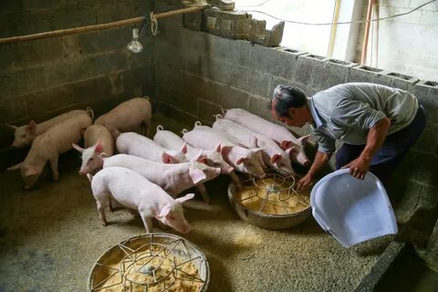 China's hog farmers struggle as pork prices swing and throw 