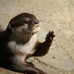 カ ワ ウ ソ 画 像 on Twitter Otters, Animals, Ferret