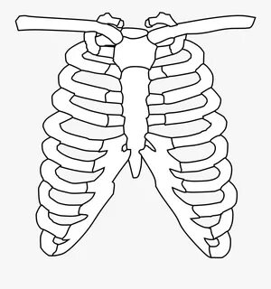 Easy Rib Cage Drawings Related Keywords & Suggestions - Easy