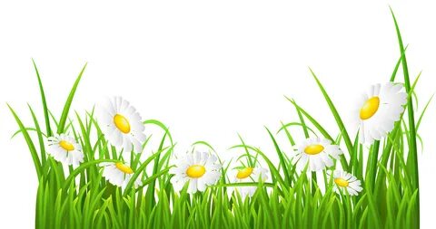 White Daisies and Grass Transparent PNG Clip Art Image Art i