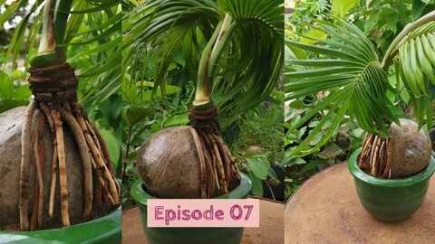 how to grow a coconut bonsai tree Episode 7 - YouTube
