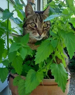 Chewy eventually found where the catnip was being grown - Pa