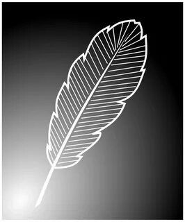 Bird feather drawing free image download