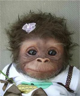 Amy's Pipsqueaks Cute animals, Cute monkey, Animals beautifu