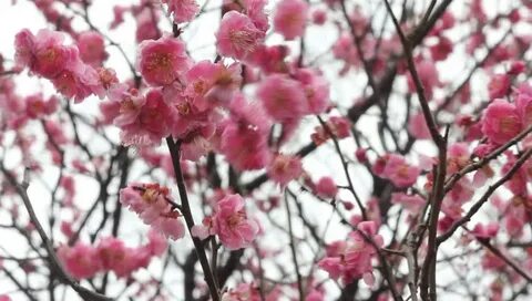 Video Stok plum blossom (100% Tanpa Royalti) 2043242 Shutter