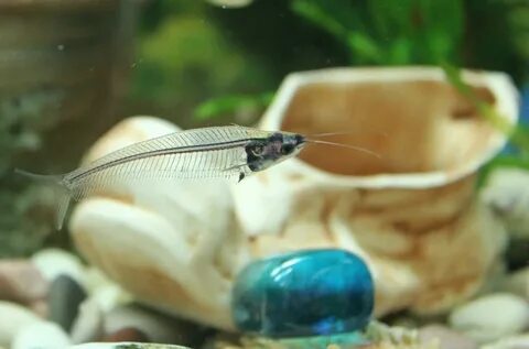 Glass catfish: care, tank mates, feeding, size. pictures Gla