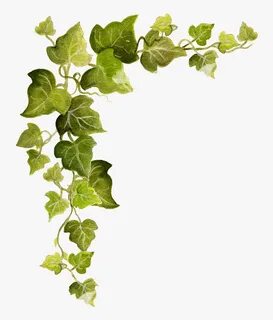 Common Ivy Vine Clip Art - Transparent Background Vines Clip