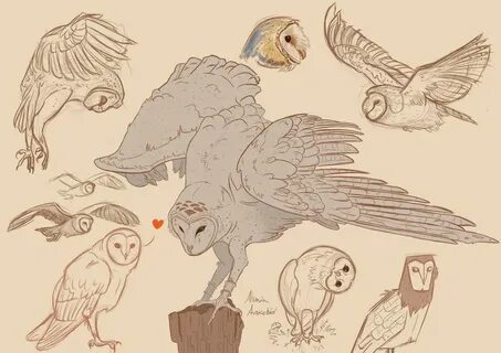Image result for barn owl wings Owls drawing, Barn owl art, 
