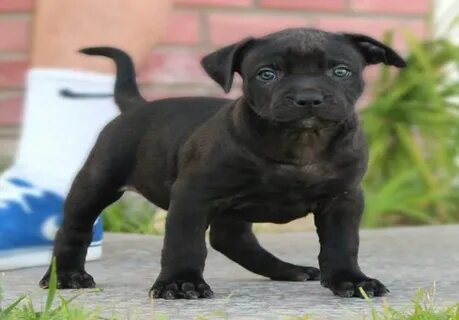 Black Pitbull Puppies For Sale - change comin