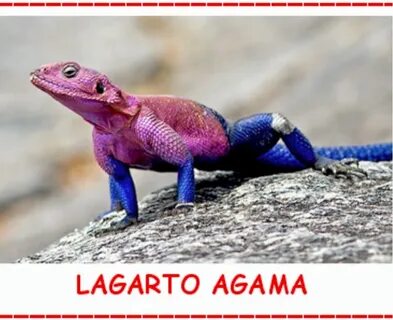 Vampiro Erudito: Lagarto Agama