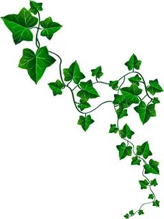 Download Vine Ivy Decoration Png Clipart Image - Ivy Leaves 
