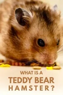 What is a Teddy Bear Hamster? - Hamsters101.com