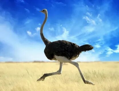 Types Of Ostriches Related Keywords & Suggestions - Types Of