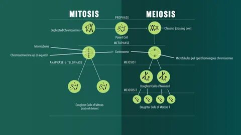 Gallery of venn diagram mitosis vs meiosis lamasa jasonkelly