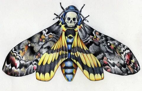 Deaths Head Moth clipart traditional - Pencil and in color d