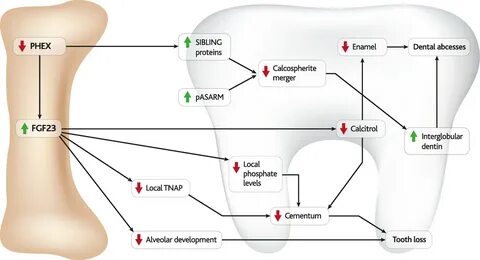 FGF23 and its role in X-linked hypophosphatemia-related morb