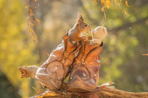Pin by Diane McKenna on squirrel fun Animals beautiful, Animals, Animals and pet