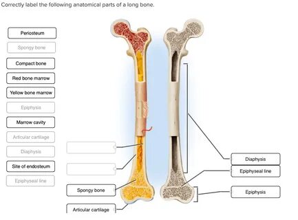 Long Bone Labeling : Classification of Bones at Utah State U