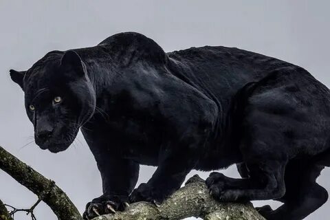 25 черных животных-меланистов, на которых у природы не хвати