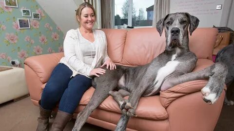 Britain's Biggest Dog Worlds biggest dog, Big dogs, Worlds l