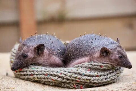 Crazy News on Twitter Baby hedgehog, Hedgehog, Animals