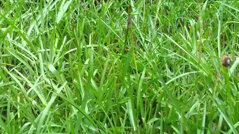 Fort Worth Grass & Stone - Centipedegrass