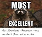 MOST EXCELLENT Memegeneratornet Most Excellent - Raccoon Mos