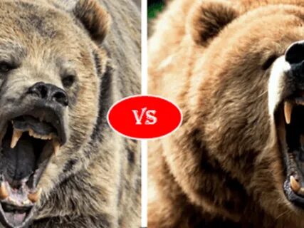 Polar Bear Vs Grizzly Bear Fight - Article Blog