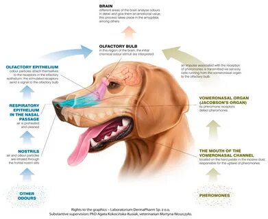 Animals Free Full-Text Canine Olfaction: Physiology, Behavior, and Possibilities