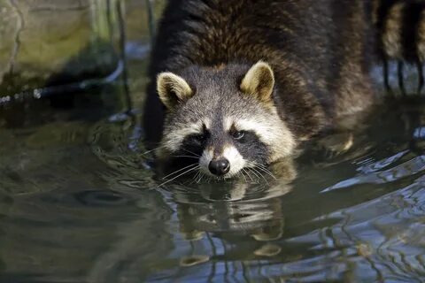 raccoons HD wallpapers, Backgrounds " Page 2