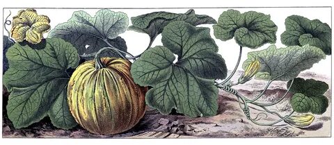color-vintage-botanical-drawing-of-pumpkin-with-vine-and-flo
