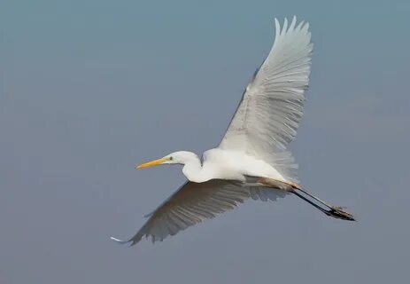 Большая белая цапля - Great Egret: liza_photo - ЖЖ