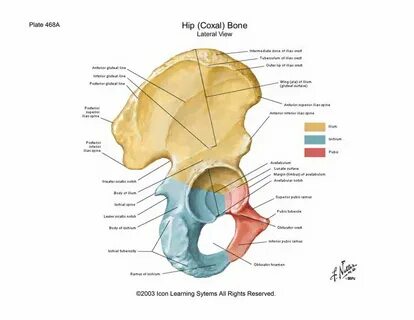 Hip Bones and socket ("Gluteal Region"). Download Scientific