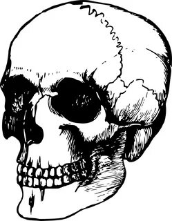 Ufo Drawing Skull - Head Bone Clipart - Large Size Png Image