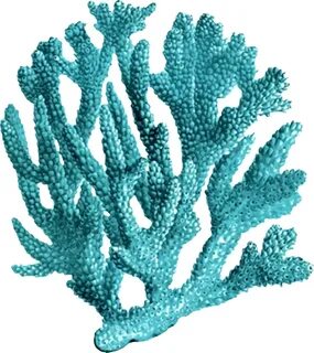 Coral Clip Art - Фото база