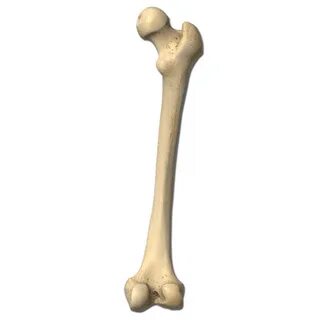 Human bone png, Picture #453150 human bone png